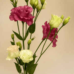 Flors